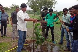 Vruksharopan 6-8-2014 